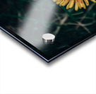 Feeling Dandy Acrylic print