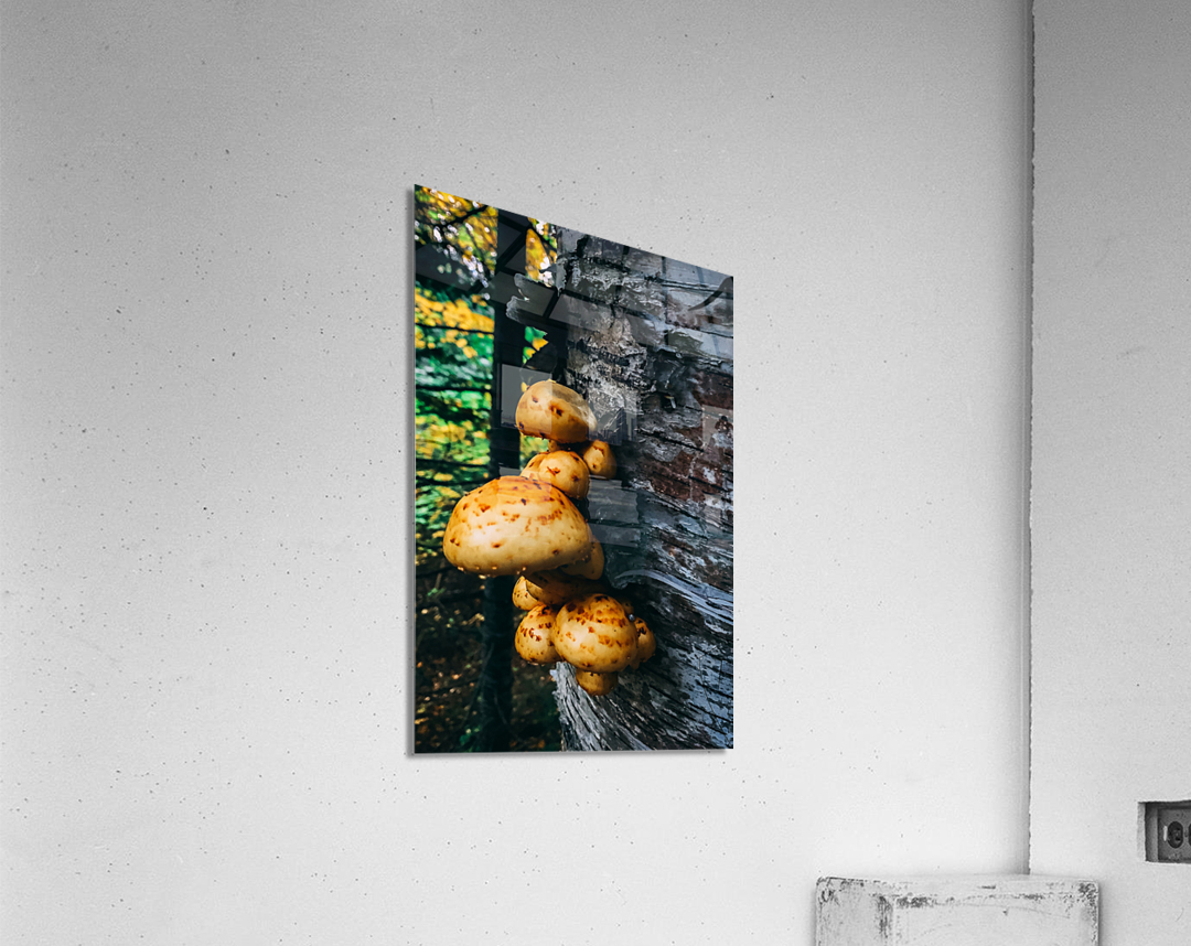 Fungus Acrylic Print