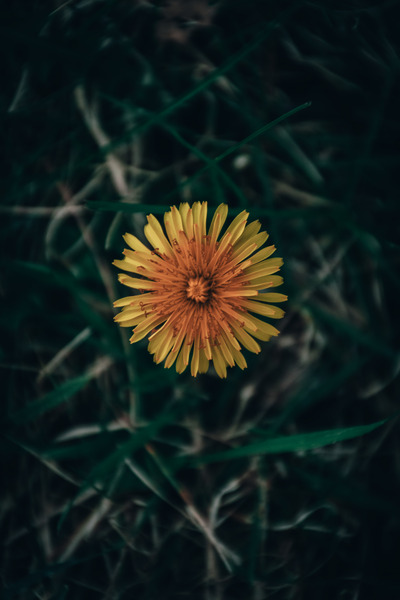 Feeling Dandy Digital Download