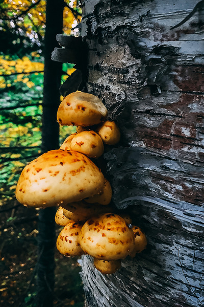 Fungus Digital Download