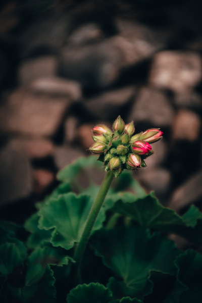 Sweet Geranium Digital Download