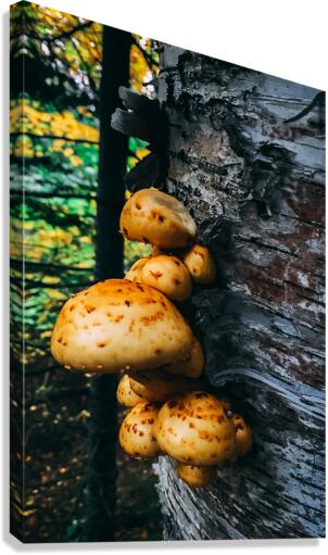 Fungus  Canvas Print