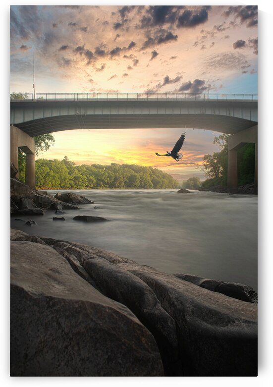 American Eagle by Wildridge Photography