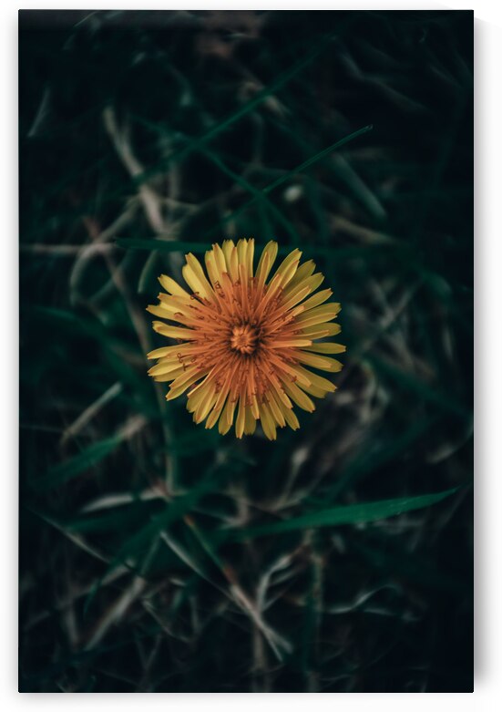 Feeling Dandy by Wildridge Photography