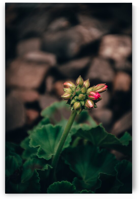Sweet Geranium by Wildridge Photography