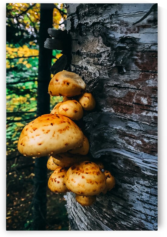 Fungus by Wildridge Photography