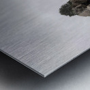 Kenai Peninsula Metal print