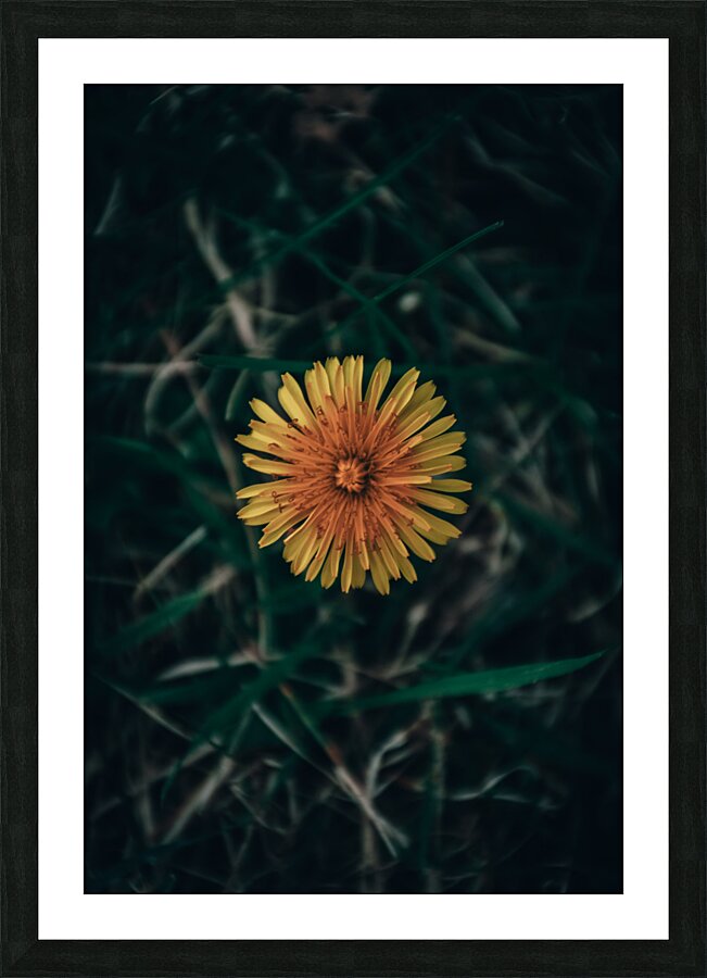 Feeling Dandy Picture Frame print