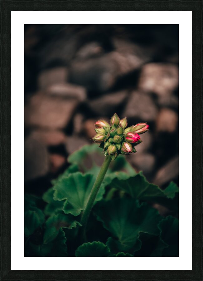Sweet Geranium Picture Frame print