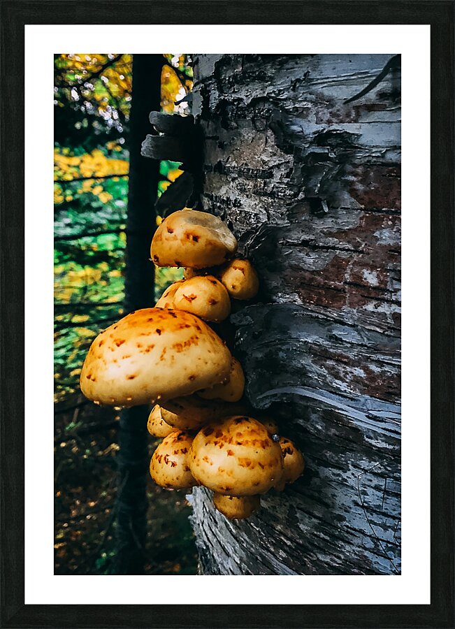 Fungus Picture Frame print