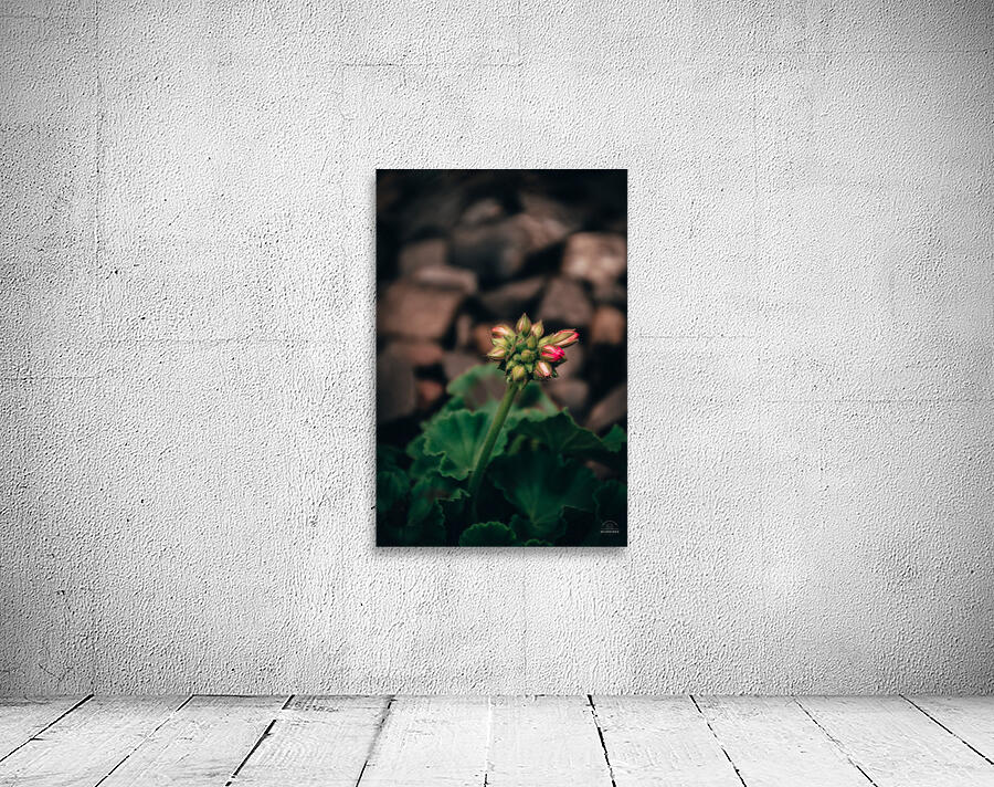 Sweet Geranium Wall Preview