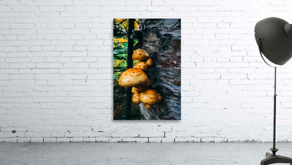 Fungus by Wildridge Photography