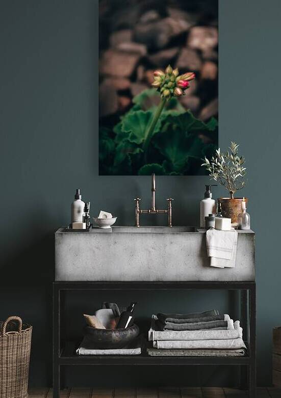 Sweet Geranium by Wildridge Photography