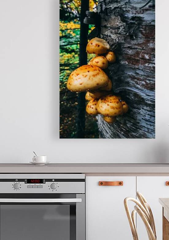 Fungus by Wildridge Photography